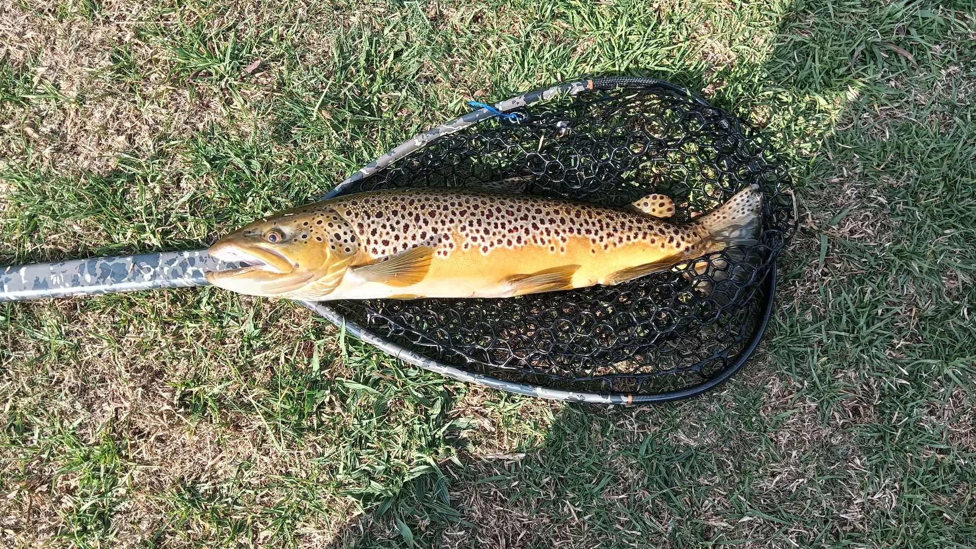 58cm Brown trout at Laverpa