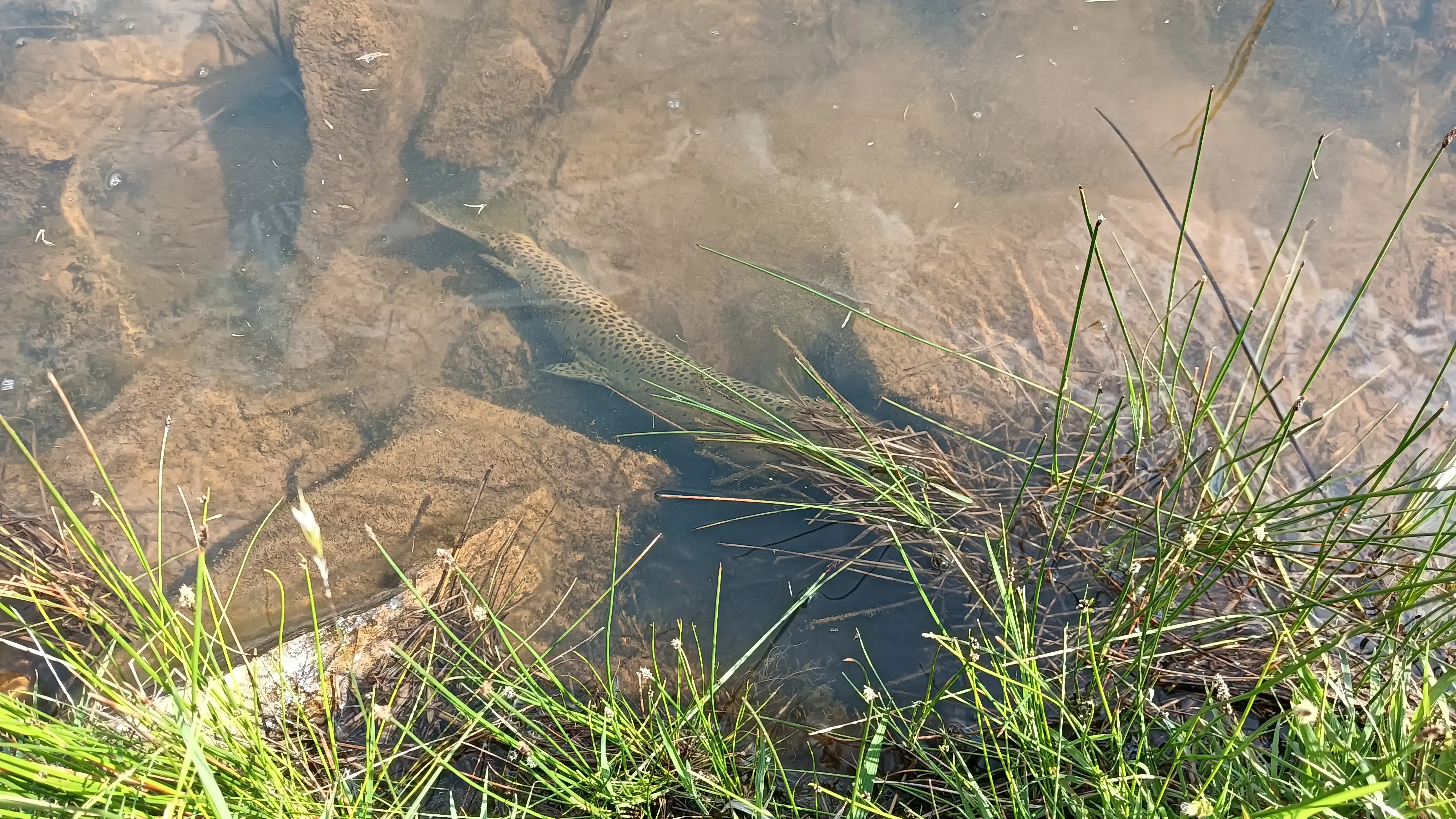 Dullstroom stillwater just after sunrise with a big brown trout